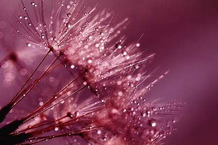 dandelion, seeds, pink, purple, flower, nature, summer