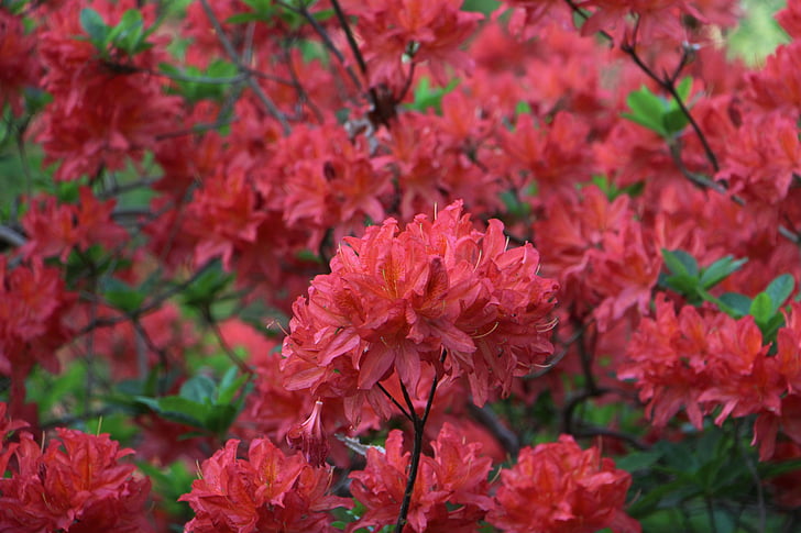 květiny, Příroda, Barva, Krásné, květ, Bloom, závod