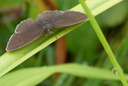 бабочка, трубочист, по энтомологии, aphantopus hyperantus