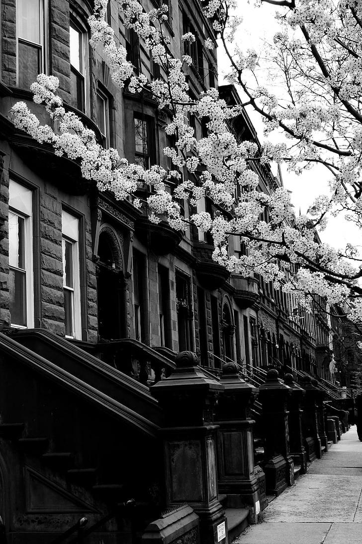 Harlem, rue, noir et blanc, ville, bâtiment, architecture, États-Unis