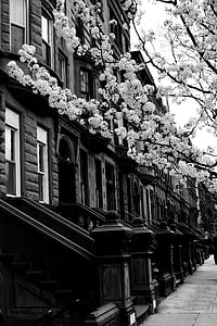 Harlem, ulica, črno-belo, mesto, stavbe, arhitektura, Združene države Amerike