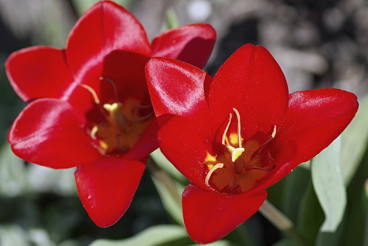 Tulipan, rdeča, notranjost je, prašnikov, rumena, svetleči, cvetni listi