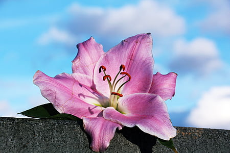 lily, flower, blossom, bloom, stone, nature, pink