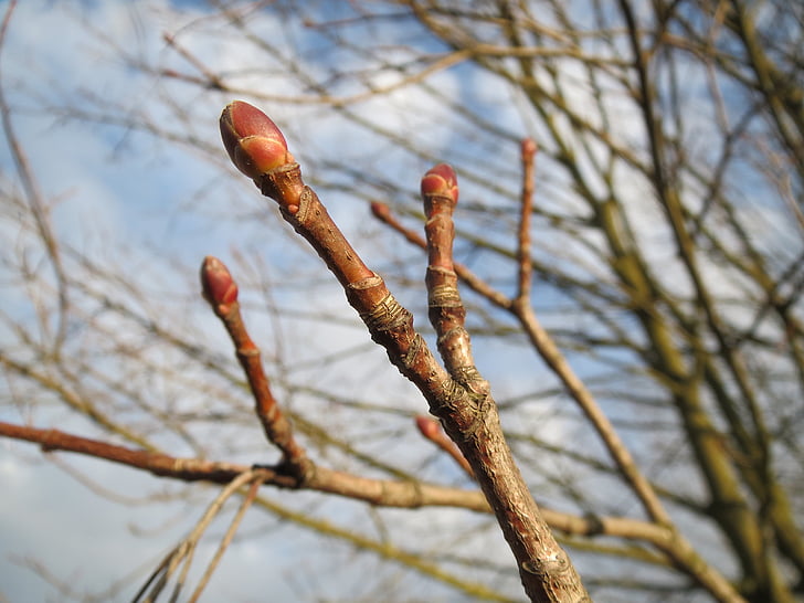 Acer platanoides, Noorwegen maple, toppen, boom, twig, Flora, plantkunde