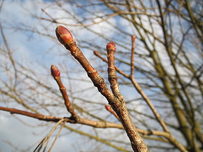 Acer platanoides, érable de Norvège, bourgeons, arbre, brindille, flore, botanique