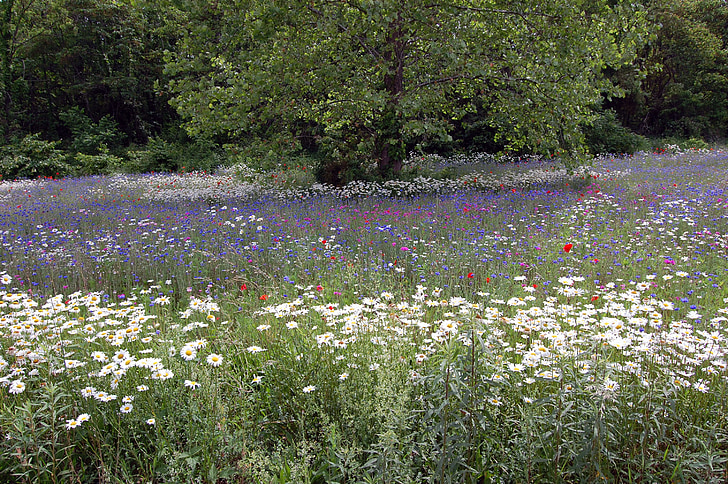 field, of, flowers