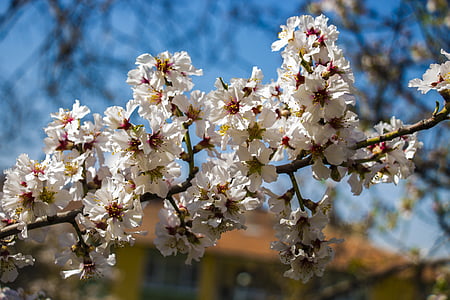 bunga musim semi, bunga, alam, musim semi, putih, bunga