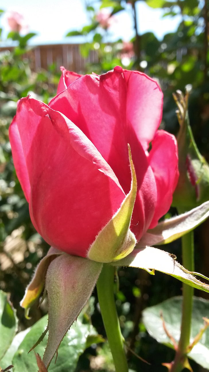 Pink rose, Sky, Rózsa, természet, nyári, zöld, rózsaszín