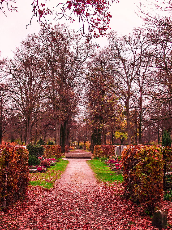 cer, München, cimitir, gradina, natura, flori, plante