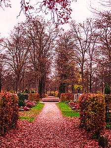 cielo, Munich, Cementerio, jardín, naturaleza, flores, planta