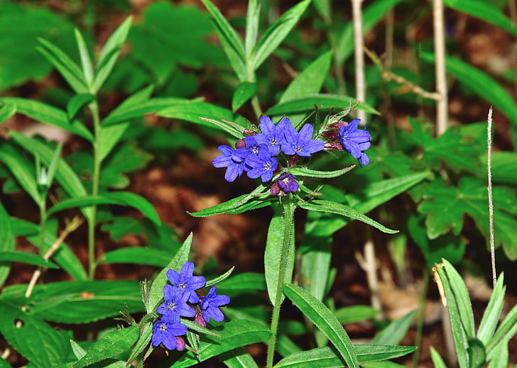 kvet, modrá, Forest, tmavé Plicník, Pulmonaria obscura
