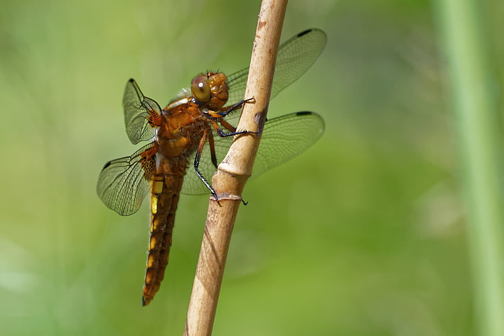 dragonfly, dragonflies, plattbauch, libellula depressa, sailing dragonfly, insect, flight insect