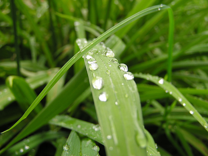 herba, gramínies, natura, planta, pluja, degoteig, gota d'aigua