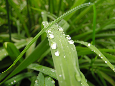 cỏ, cỏ, Thiên nhiên, thực vật, mưa, nhỏ giọt, giọt nước mưa