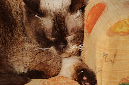 katt, Brittiskt Korthår, sömn, Rolig, fullblod, päls, brun