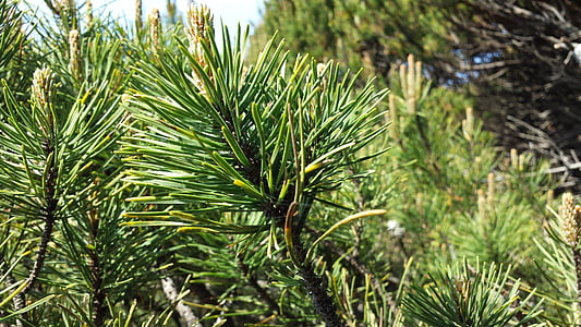 pine, tree, nature, forest, green, branch, plant