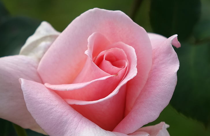 Rosa multiflora, a crescut, roz