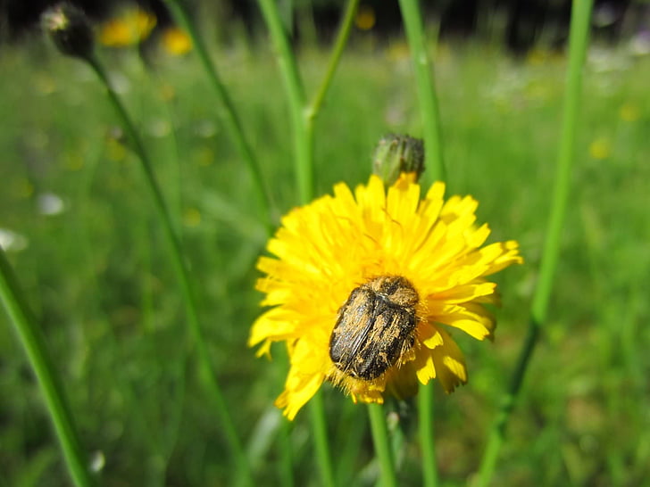 polen, böceği, böcek, sarı çiçek, çiçeği, Bloom, doğa
