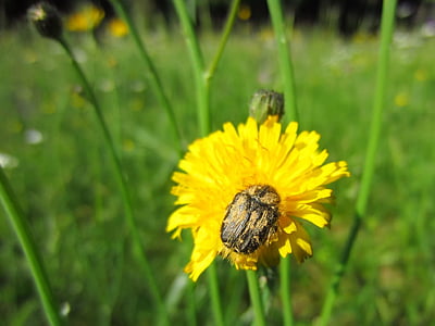 pollen, Beetle, insecte, fleur jaune, Blossom, Bloom, nature