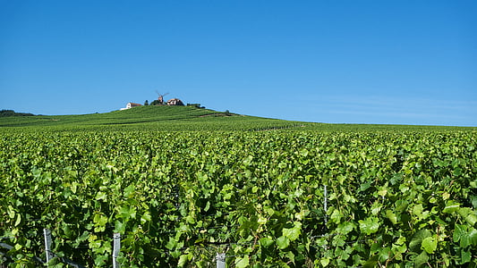 Reims, verzenay, šampanjec, grozdje, polja, Vinska klet, vino
