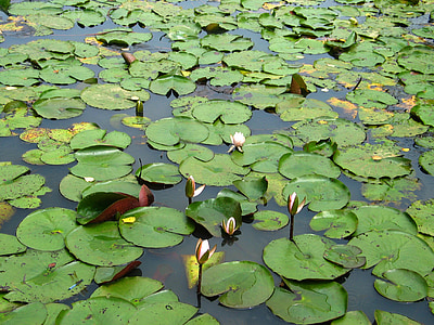 étang, Lotus, aquatique, vert
