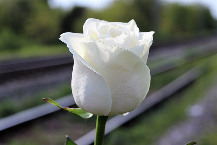 white rose, railway, stop child suicide, school stress, exam stress, academic stress, horror education system