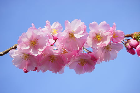 merah muda, Cherry, bunga, pohon, pohon ceri Jepang, bunga, bunga