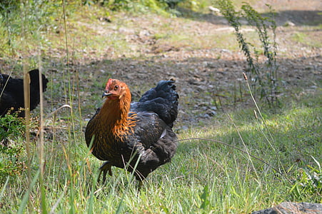 pollastre, a peu, granja de pollastres, a l'exterior, Orgànica, pati del darrere, ocell