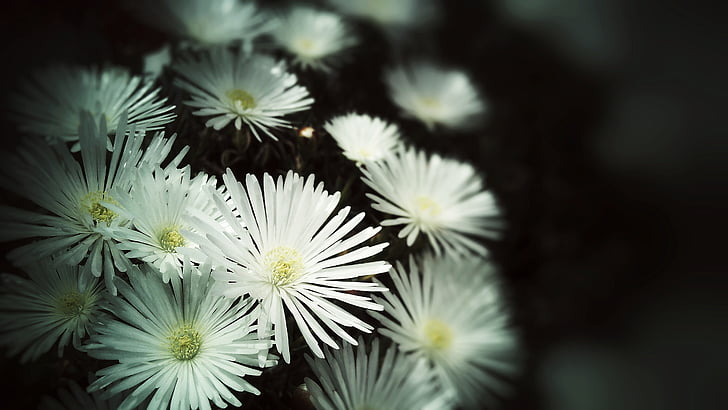 çiçekler, Bahar, Beyaz, beyaz çiçekler, doğa, Bahçe