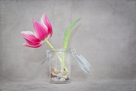 flower, tulip, blossom, bloom, pink white, spring flower, schnittblume