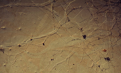 arrière-plan, toile d’araignée, réseau, structure, fermer, surface, macro