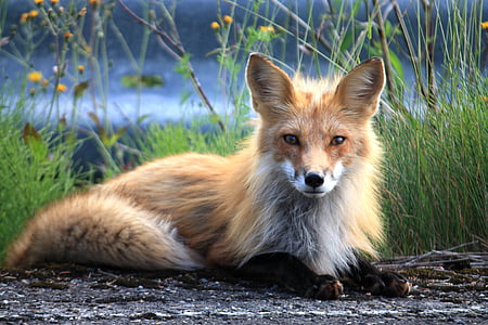 Fuchs, Canada, : perce, Québec, perce Québec, renard, animal