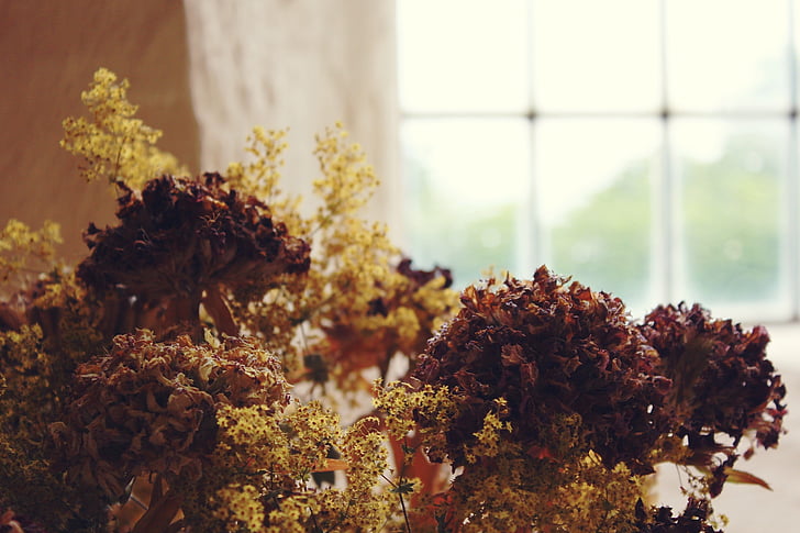 okno, kvety, Nástenné, pri pohľade, rastlín, kamenná stena, staré