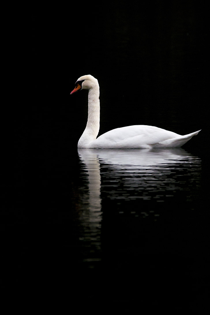 swan, sadness, melancholy, calm, rest, reflection, lake