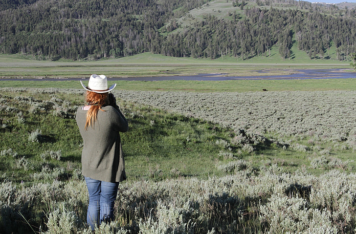 fotografere, dyreliv, utendørs, Yellowstone nasjonalpark, Wyoming, USA, besøkende