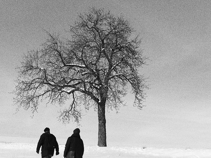 tree, winter, walk, pedestrian, snow, nature, wintry