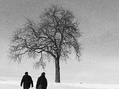 drvo, Zima, hoda, pješačke, snijeg, priroda, studen