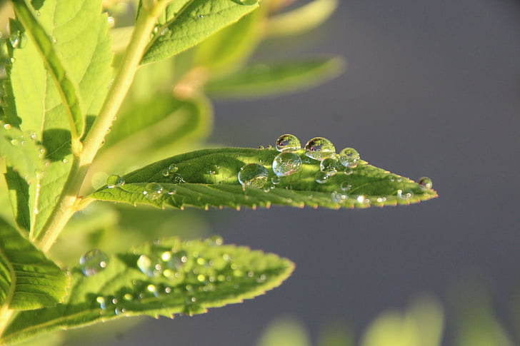 folha, gota de água, gotejamento, pérola, gota de chuva, natureza, gota