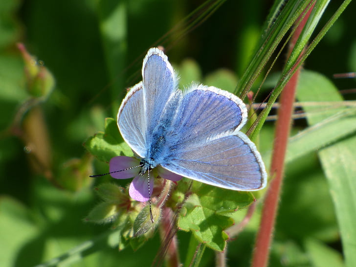 Mavi kelebek, farigola blaveta, ayrıntı, Pseudophilotes panoptes, Kelebek, Libar, bir hayvan