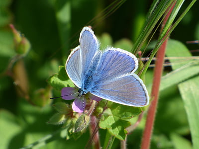 Blauwe vlinder, blaveta van de farigola, detail, Pseudophilotes panoptes, vlinder, libar, één dier