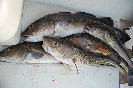 捕鱼, cod, 喂养, 食品, 新鲜, 海鲜, 生的食物