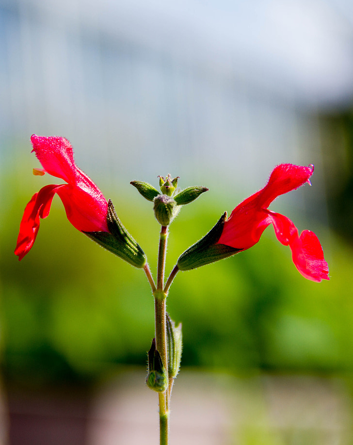 bloem, plant, rood