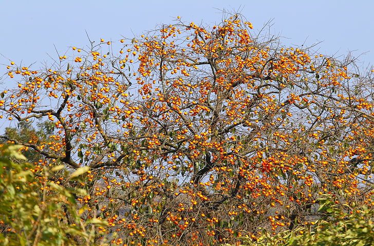 природные, плодовые деревья, Хурма, оранжевый, Оранжевый пёстрый