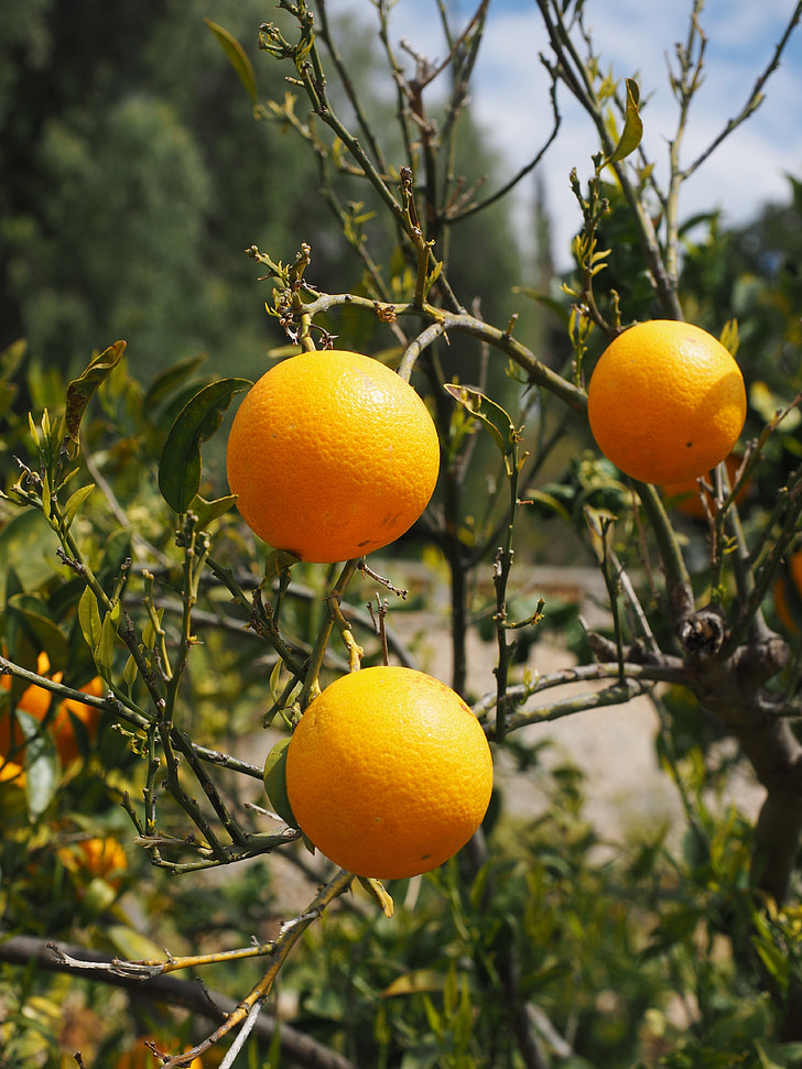 pomeranče, ovoce, pomerančovníku, citrusové plody, strom, listy, estetické