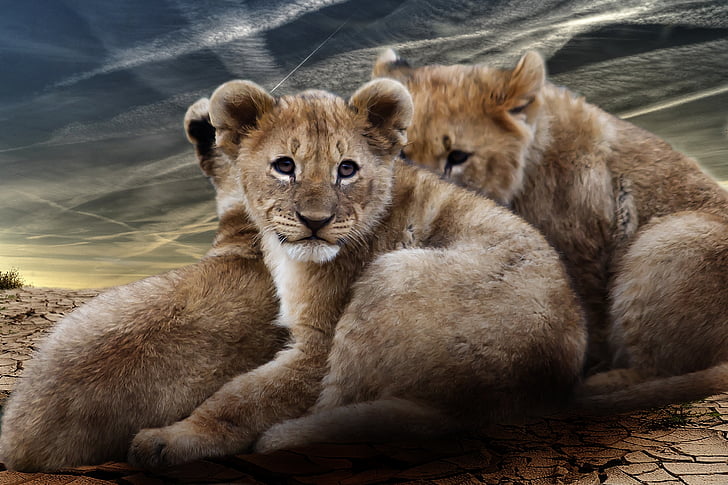 левеняти, Лев немовлят, Лев, Кіт Лісовий, Хижак, Африка, Національний парк