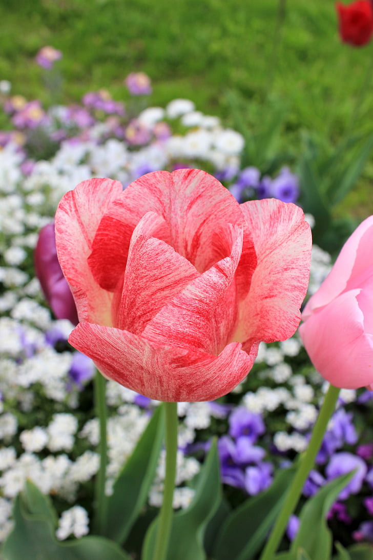 Tulip, flor, floración, rosa, primavera, flores de primavera, bloomer de principios