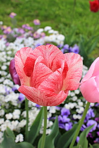 tulipán, Blossom, Bloom, rózsaszín, tavaszi, tavaszi virágok, korai gikszer