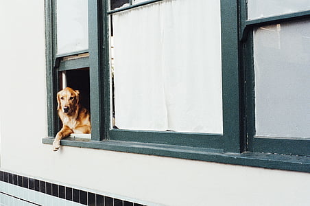 dourado, recuperador, janela, animal, cão, retrato, olhando para fora