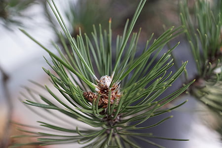 Pine, makro, träd, grön