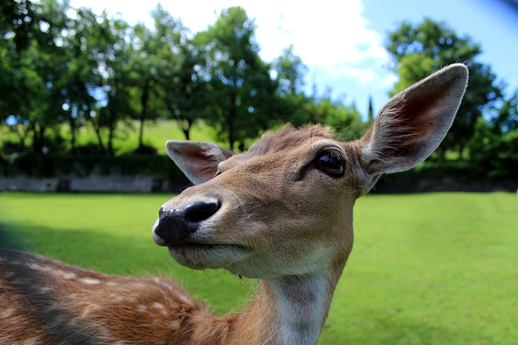 cerf, Rao, animaux, Parc, museau, Fawn, animal